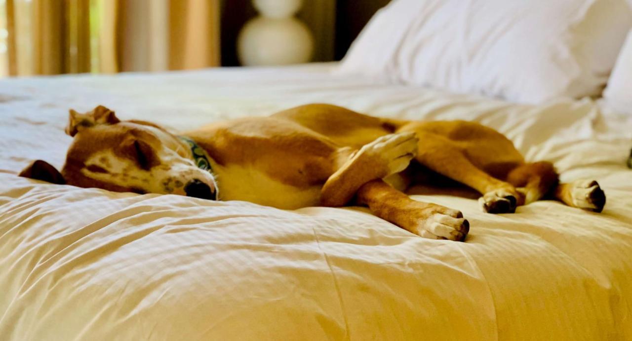 โซเนสตา ซิมพลี สวีท น็อกซ์วิลล์ Hotel ภายนอก รูปภาพ